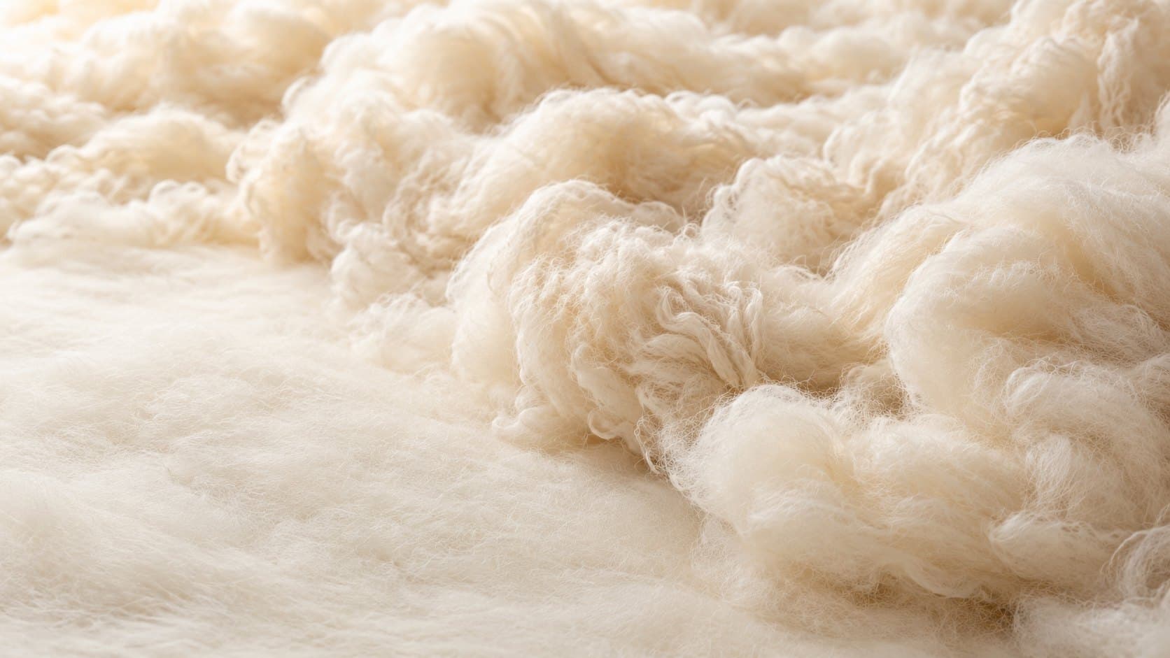 Lofty cream raw wool, close up