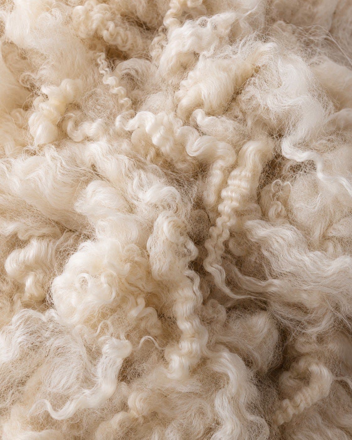 Close-up of crimped cream organic wool